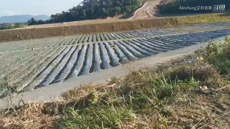 14-菠萝农场- (8)