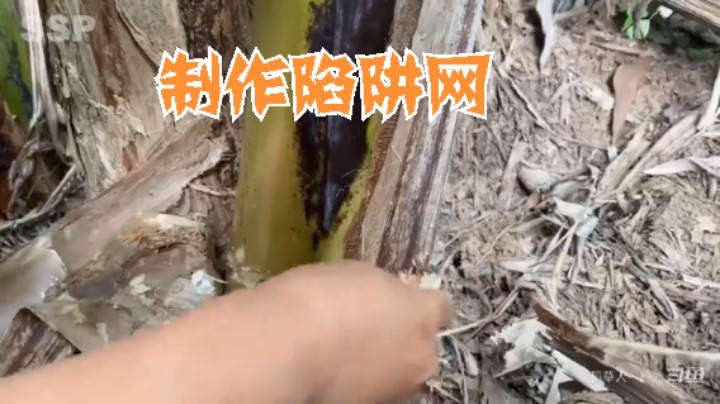 S2P23基本操作，都坐下6什么(8)捕获帝王蟹 烹饪【黄金兄弟】