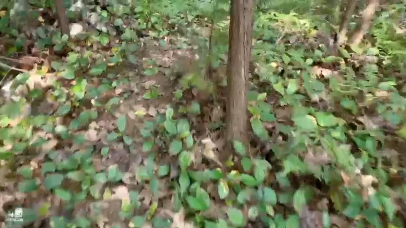 【2021-09-11 10点场】魅力生活i：兄弟们弄土蜂