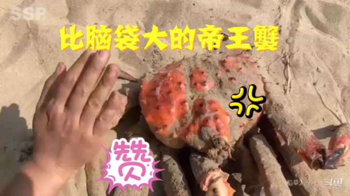 S2P23基本操作，都坐下6什么(15)捕获帝王蟹 烹饪【黄金兄弟】
