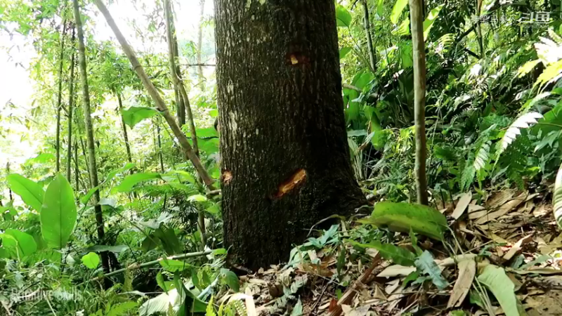 回顾1号基地37伐木累(4)铁斧【真人我的世界-空手发展-单人炼铁】