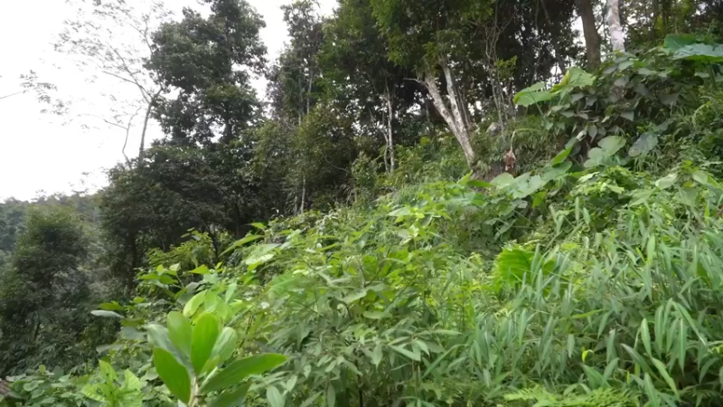 S2离网乐园47收集种子(1)【真人我的世界-空手发展-单人炼铁】