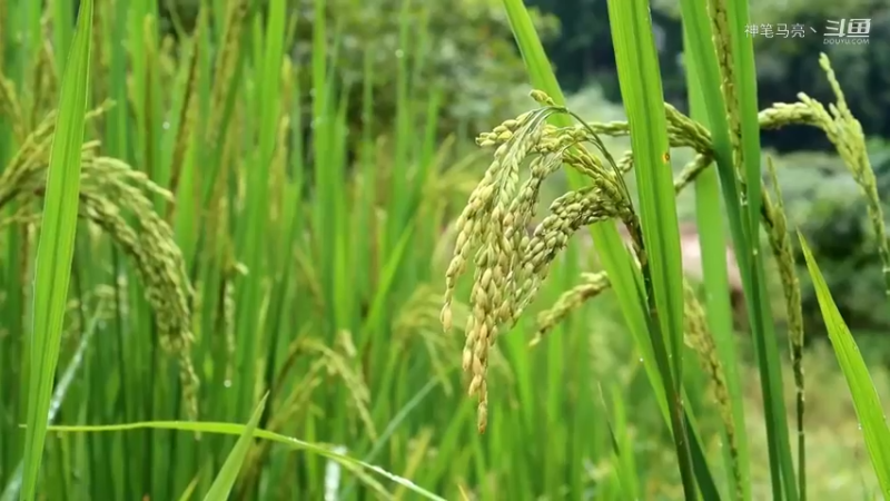 回顾1号基36文明的进步(1)铁斧【真人我的世界-空手发展-单人炼铁】