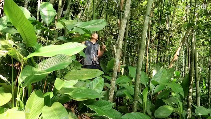 回顾1号基地37伐木累(2)铁斧【真人我的世界-空手发展-单人炼铁】