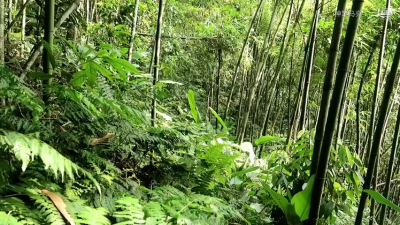 回顾1号基地37伐木累(1)铁斧【真人我的世界-空手发展-单人炼铁】