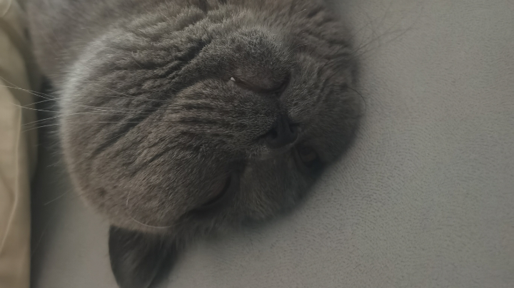 猪八没有吗