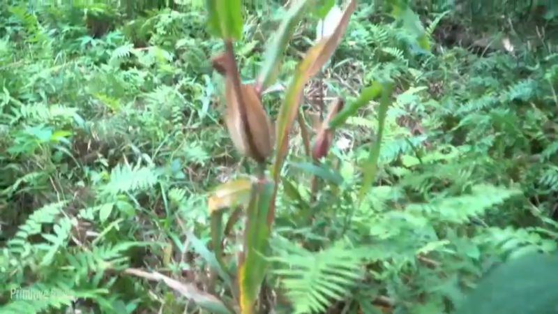 S2离网乐园47收集种子(5)【真人我的世界-空手发展-单人炼铁】