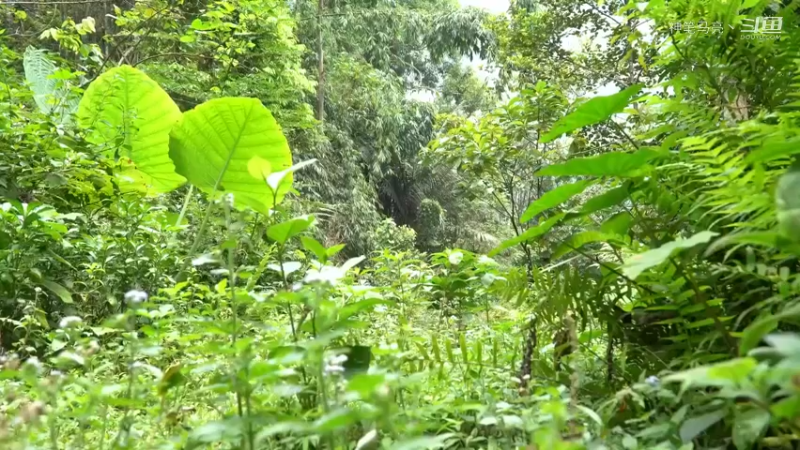 回顾1号基地39躺下试试(1)铁斧【真人我的世界-空手发展-单人炼铁】