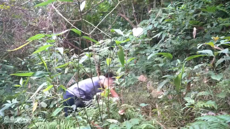 S2离网乐园47收集种子(6)【真人我的世界-空手发展-单人炼铁】