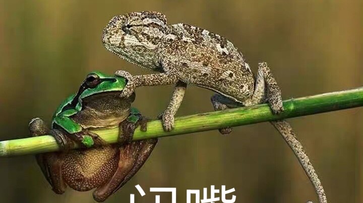 小号自强