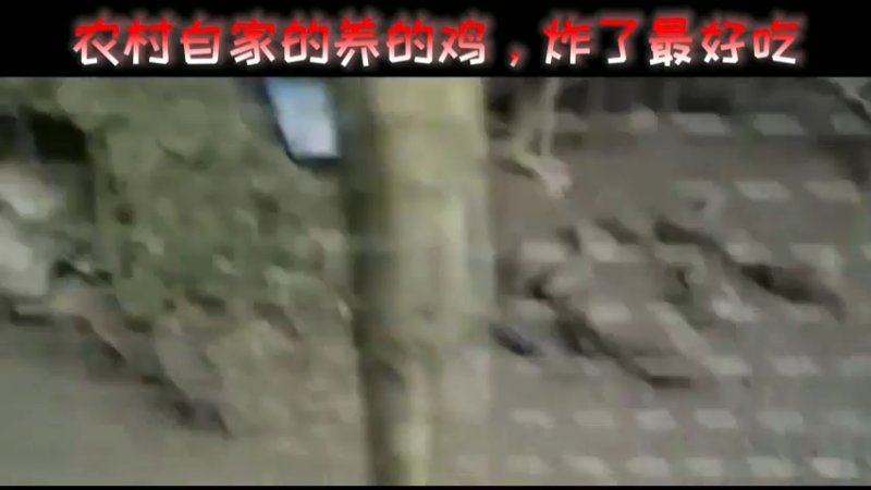农村自家的养的鸡，炸了最好吃