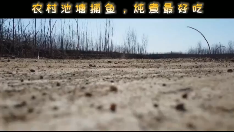 农村池塘捕鱼，炖煮最好吃