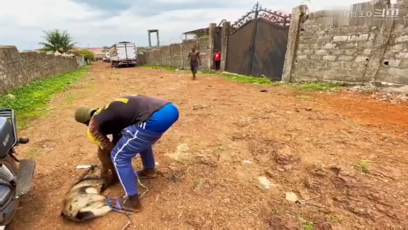 非洲飞哥美食82