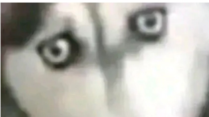 直播回看