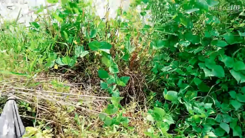 洪湖小肖直播_户外直播_斗鱼直播45