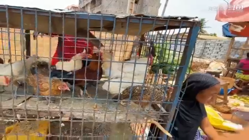 非洲飞哥美食38