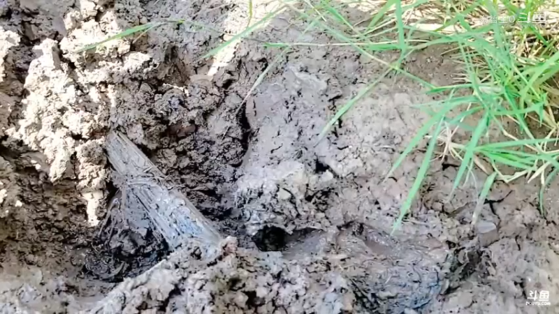 洪湖小肖直播_户外直播_斗鱼直播6