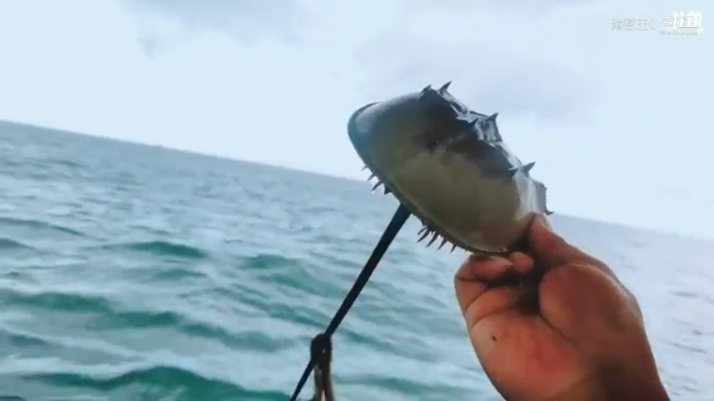 深山大咖直播_户外直播_斗鱼直播45