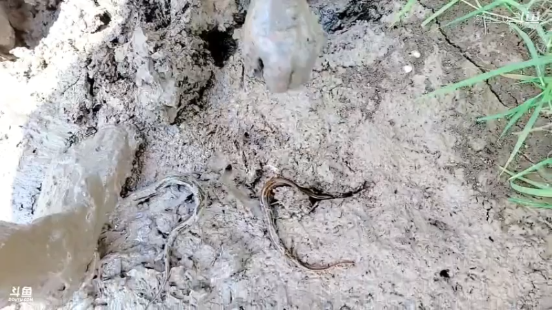 洪湖小肖直播_户外直播_斗鱼直播7