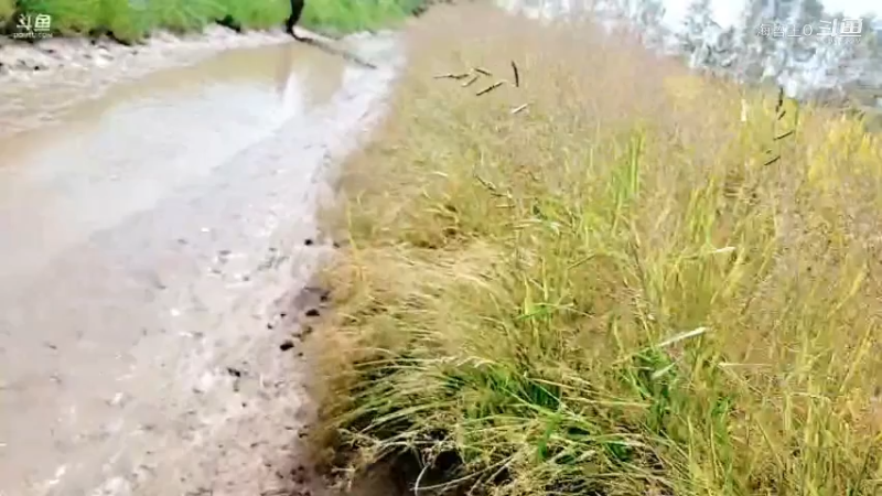 洪湖小肖直播_户外直播_斗鱼直播18