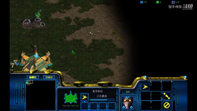 天梯水螅pvz防5d的虫2021-09-15