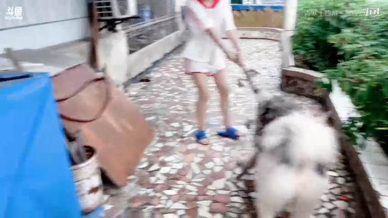 婷宝与哈士奇的对抗