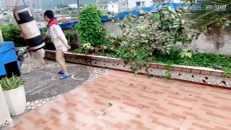 婷宝的哈士奇舔狗