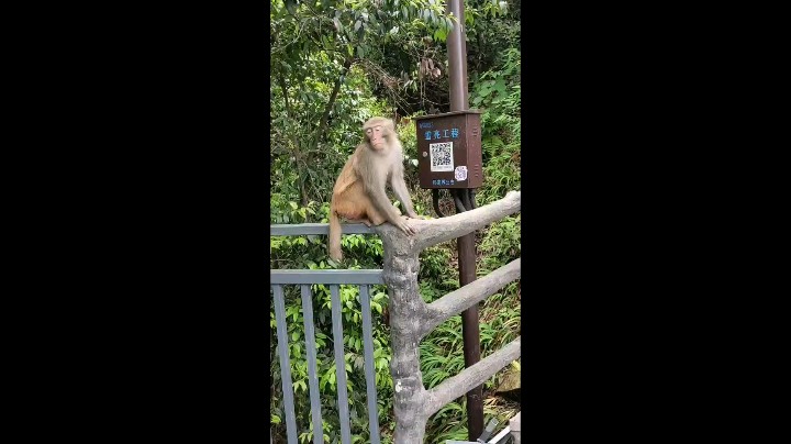 霸哥，猴哥来了，快跑