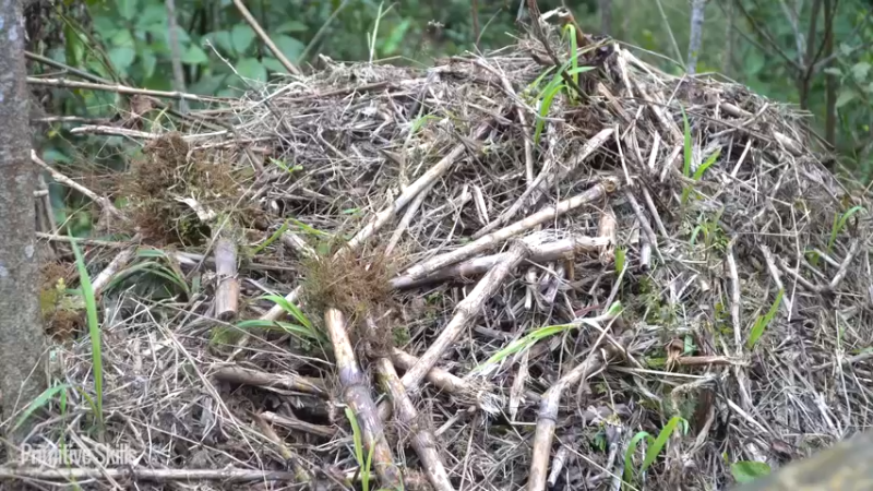 二基地第65天新房墙壁1《如果你一无所有 进入单人我的世界，自由荒野 离网乐园 全手工制作耕种 快乐野外生活 》