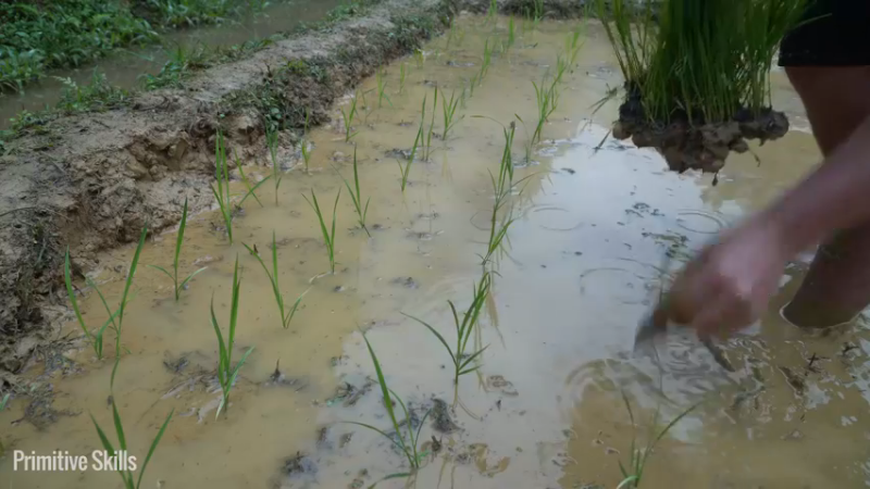 二基地的第68天准备种稻子10《如果你一无所有 进入单人我的世界，自由荒野 离网乐园 全手工制作耕种 快乐野外生活 》