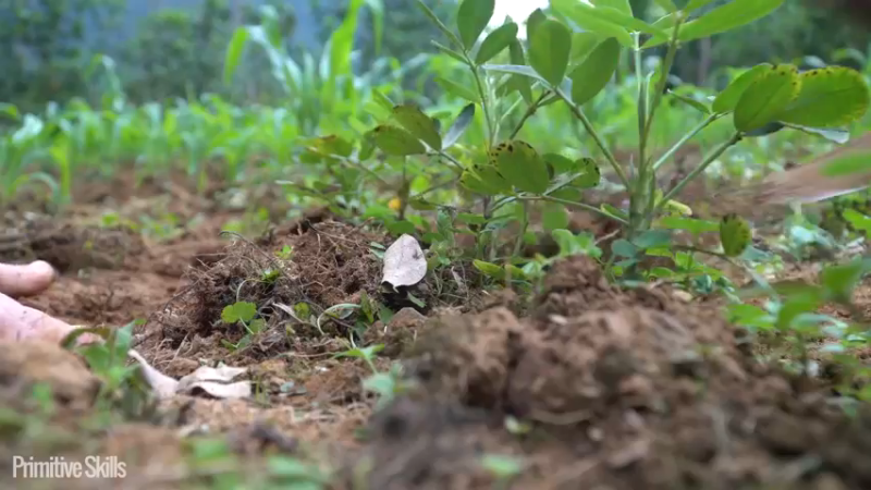 二基地第67天打锄头才是主力14《如果你一无所有 进入单人我的世界，自由荒野 离网乐园 全手工制作耕种 快乐野外生活 》