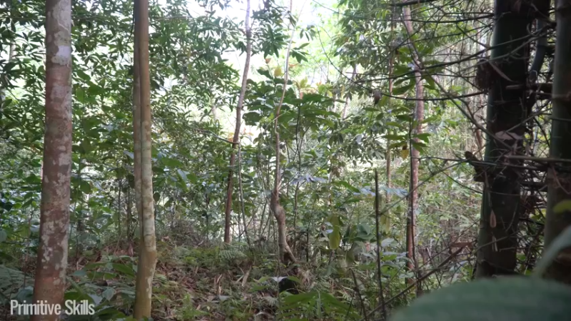 B基地的第72天在户外保持健康茶品1《如果你一无所有 进入单人我的世界，自由荒野 离网乐园 全手工制作耕种 快乐野外生活》