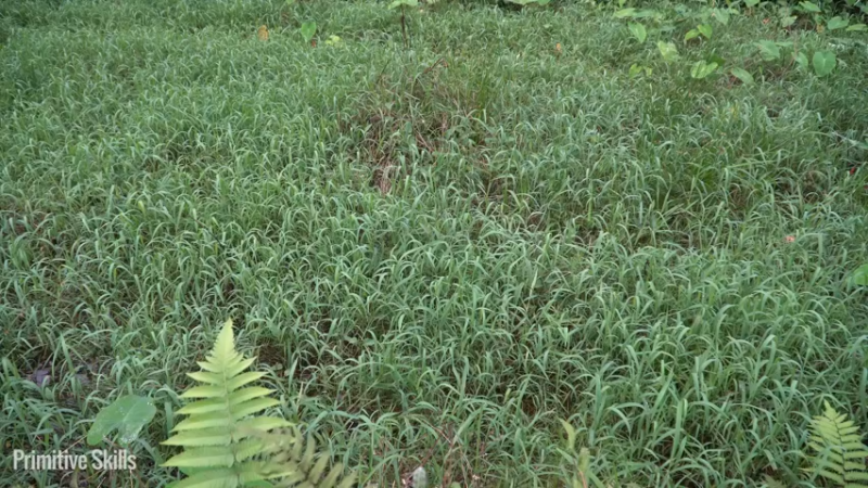 二基地的第68天准备种稻子12《如果你一无所有 进入单人我的世界，自由荒野 离网乐园 全手工制作耕种 快乐野外生活 》