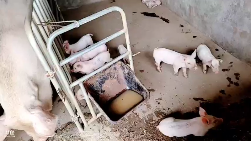 【2021-09-19 13点场】洪湖小肖：富婆豪宅建设中......