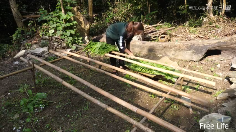 女生野外觅桃源W9制作农家酸菜11#妹子独自深入荒野隐居，建设世外桃源