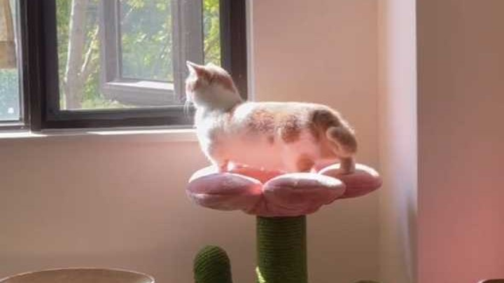 明日之后