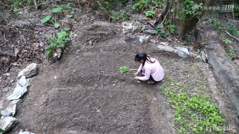 女生野外觅桃源W4菜院子2（妹子独自深入荒野隐居,建设世外桃源）