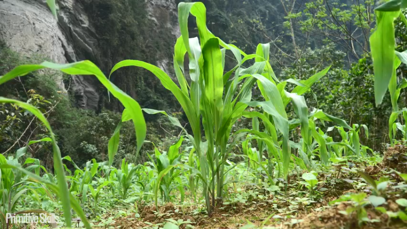 二基地第67天打锄头才是主力11《如果你一无所有 进入单人我的世界，自由荒野 离网乐园 全手工制作耕种 快乐野外生活 》