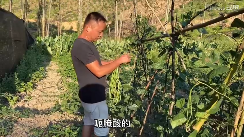 和儿子摘豆角，回家做成美食，新鲜又好吃