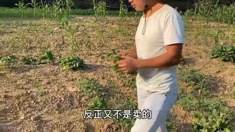 辛勤付出种的香瓜长大！表弟教我给香瓜打苗，我不舍得