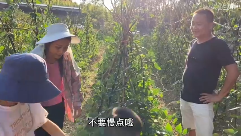 和儿子摘豆角，回家做成美食，新鲜又好吃