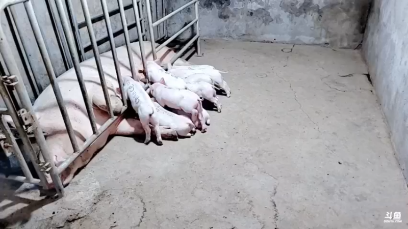 【2021-09-20 05点场】洪湖小肖：富婆豪宅建设中......