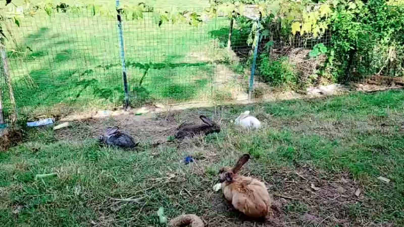 【2021-09-20 15点场】洪湖小肖：富婆豪宅建设中......