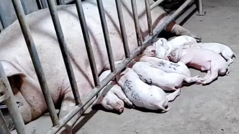 【2021-09-20 03点场】洪湖小肖：富婆豪宅建设中......