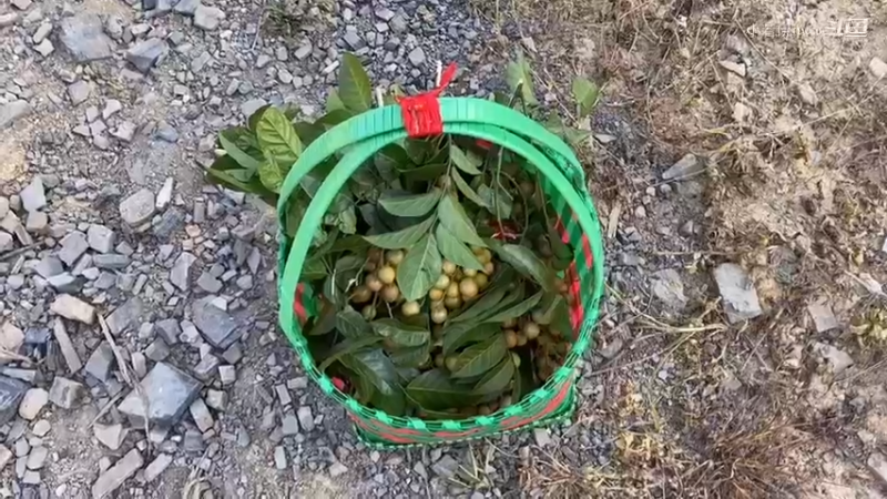 和儿子摘豆角，回家做成美食，新鲜又好吃