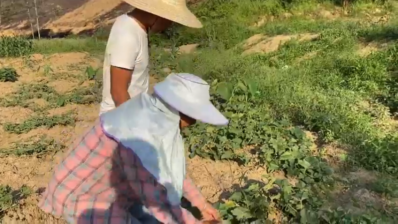 辛勤付出种的香瓜长大！表弟教我给香瓜打苗，我不舍得