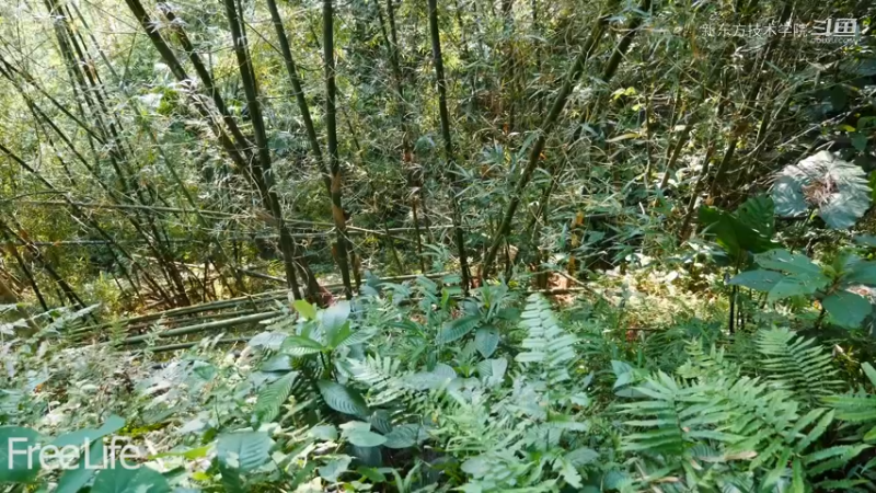 野外觅桃源W21休闲竹秋千1#妹子独自深入荒野隐居，建设世外桃源