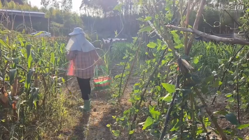 和儿子摘豆角，回家做成美食，新鲜又好吃