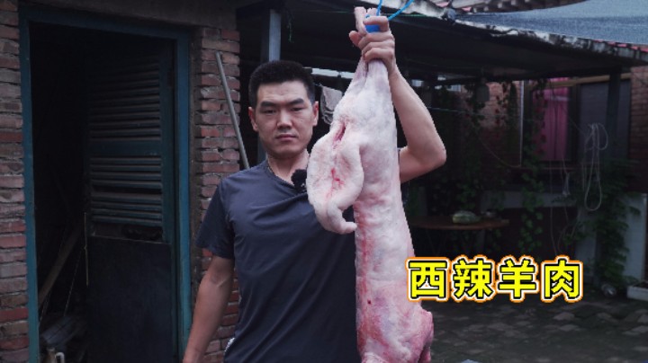 1000块买了只盐池滩羊，阿远做道“西辣羊肉”，汤汁金黄，有食欲
