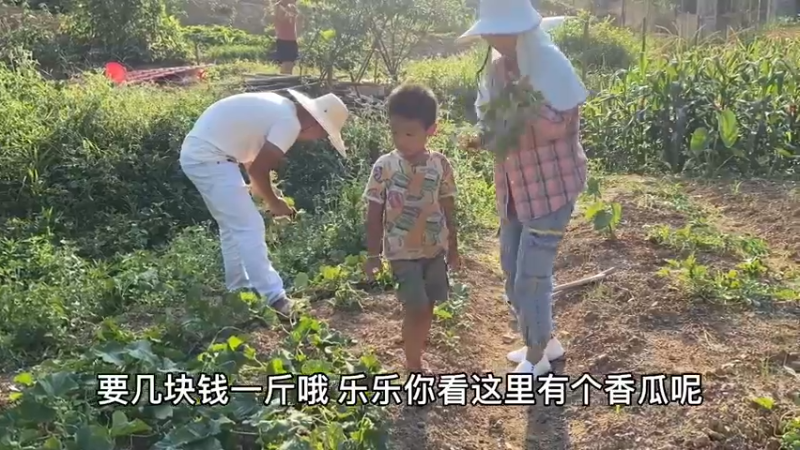 辛勤付出种的香瓜长大！表弟教我给香瓜打苗，我不舍得